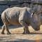 Hotel Selwo Lodge - Animal Park Tickets Included