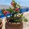 Anne’s Beach House