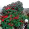The Himalayan Resort