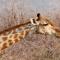 Gabus Safari Lodge