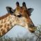 Gabus Safari Lodge
