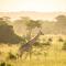 Simply Saadani Camp, A Tent with a View Safaris - Mkwaja