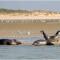 Escapade Berckoise, Berck Plage