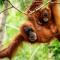 Jungle View Homestay & Guesthouse - Bukit Lawang
