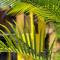 Kalinao - Bungalow chic en nature