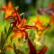 Chez PhiL - Le calme proche de Revel, Castelnaudary, Carcassonne