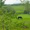 Field View - Braunston