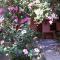 Olive tree Cottages - 帕琉乔拉