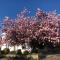 Cherry Tree