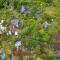 Jasmine Suite on Lush farm in Haiku, Maui jungle - Huelo