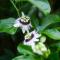 Jasmine Suite on Lush farm in Haiku, Maui jungle - Huelo