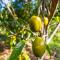 Jasmine Suite on Lush farm in Haiku, Maui jungle - Huelo