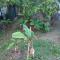 LA TERRASSE DES TORTUES