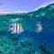 Hale Hui Kai 313, Direct Ocean Front, Split AC - 维雷亚