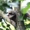 Jungle Paunch