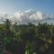 The Jungle View