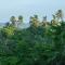 The Jungle View - Mirissa