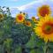 Provence Luberon Goult Gite Mafasuza