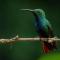 Chachagua Rainforest Hotel & Hot Springs