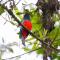 Chachagua Rainforest Hotel & Hot Springs - La Fortuna