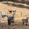 The Stables Luxury Country Escape - Canungra