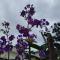 Bhuvanam homestay