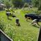 Guesthouse Tanano/Dodo
