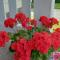 Pilane B&B