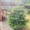 Paja Guesthouse - Camping