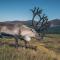 Stags Hide