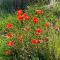 The Downs, Thurlestone, South Devon, close to several beaches - Kingsbridge