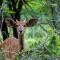 Leopard Walk Lodge - Hluhluwe