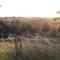 Camp Golstav - Romantic view over the hills. - Flobecq