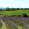 Neat studio with dishwasher on the border of the Ardèche - Barjac