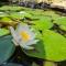 Le Tonneau insolite du Souffle du Saule - Buhl-Lorraine