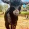 Sandalwood Downs Fabulous Farm Stay TOODYAY