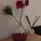Apartman Maximino - Split