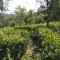green valley home stay vagamon