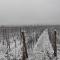 aux pieds des vignes - 安热尔桑