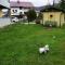Walters Appartment - Wohfühlurlaub für Mensch und Hund