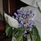 Plumbago Guest House