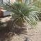 Days Inn by Wyndham Camp Verde Arizona