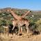 Windhoek Game Camp - Lafrenz Township