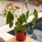 Guesthouse Rose