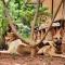 Nebula Nest Cafe & Hostel - Auroville