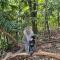 Lucky Bamboo'Bungalows-Resto and Orangutan Jungle Trekking Tours - 武吉拉旺