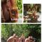 Lucky BambooBungalows-Resto and Orangutan Jungle Trekking Tours