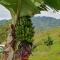 Finca Buena Vista