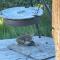 Solsetra - Mountain Majesty Family Log Cabin