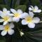 White Butterfly - A Countryside Homestay